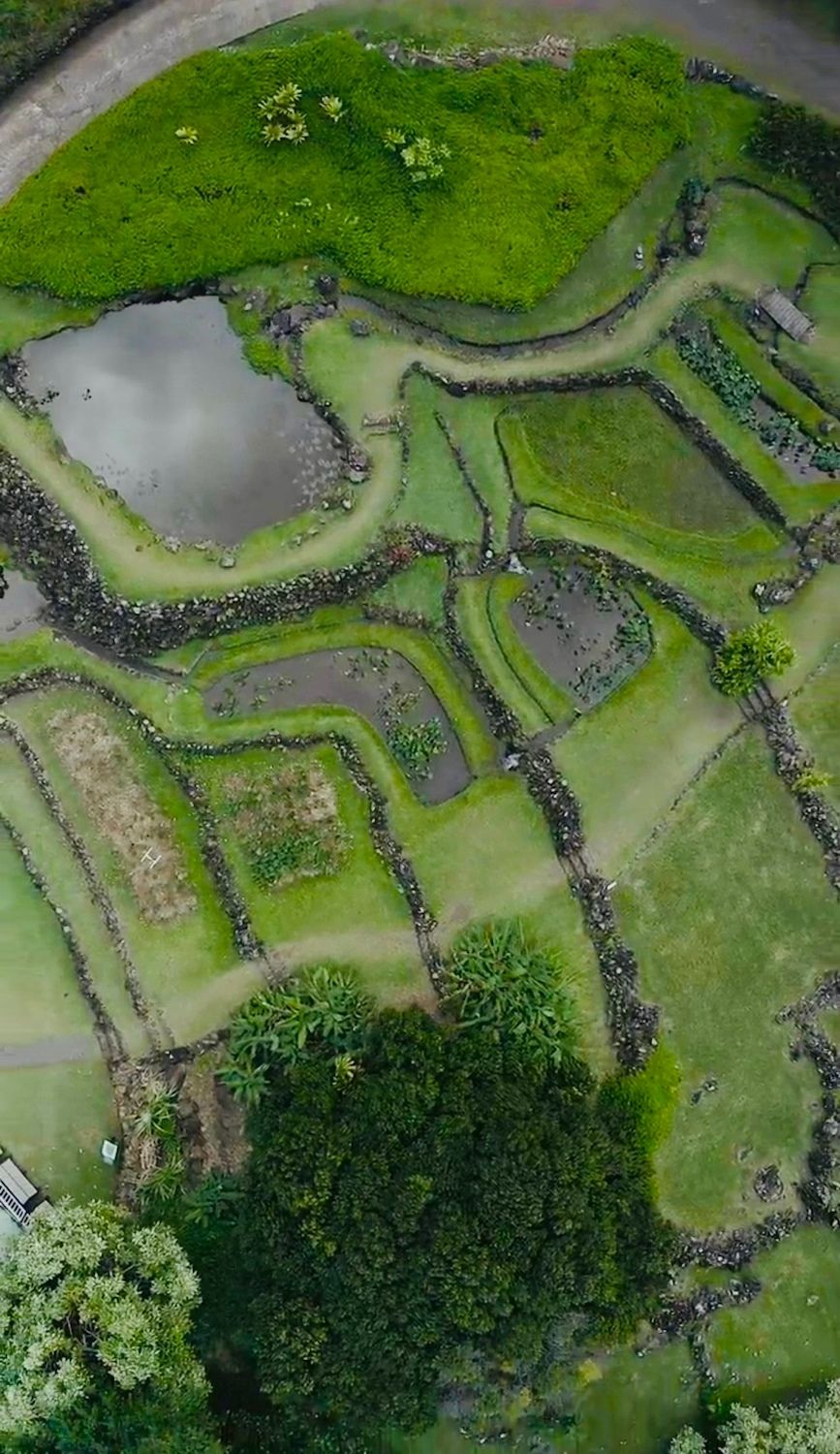 An aerial view of taro fields.